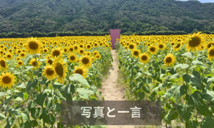 写真と一言